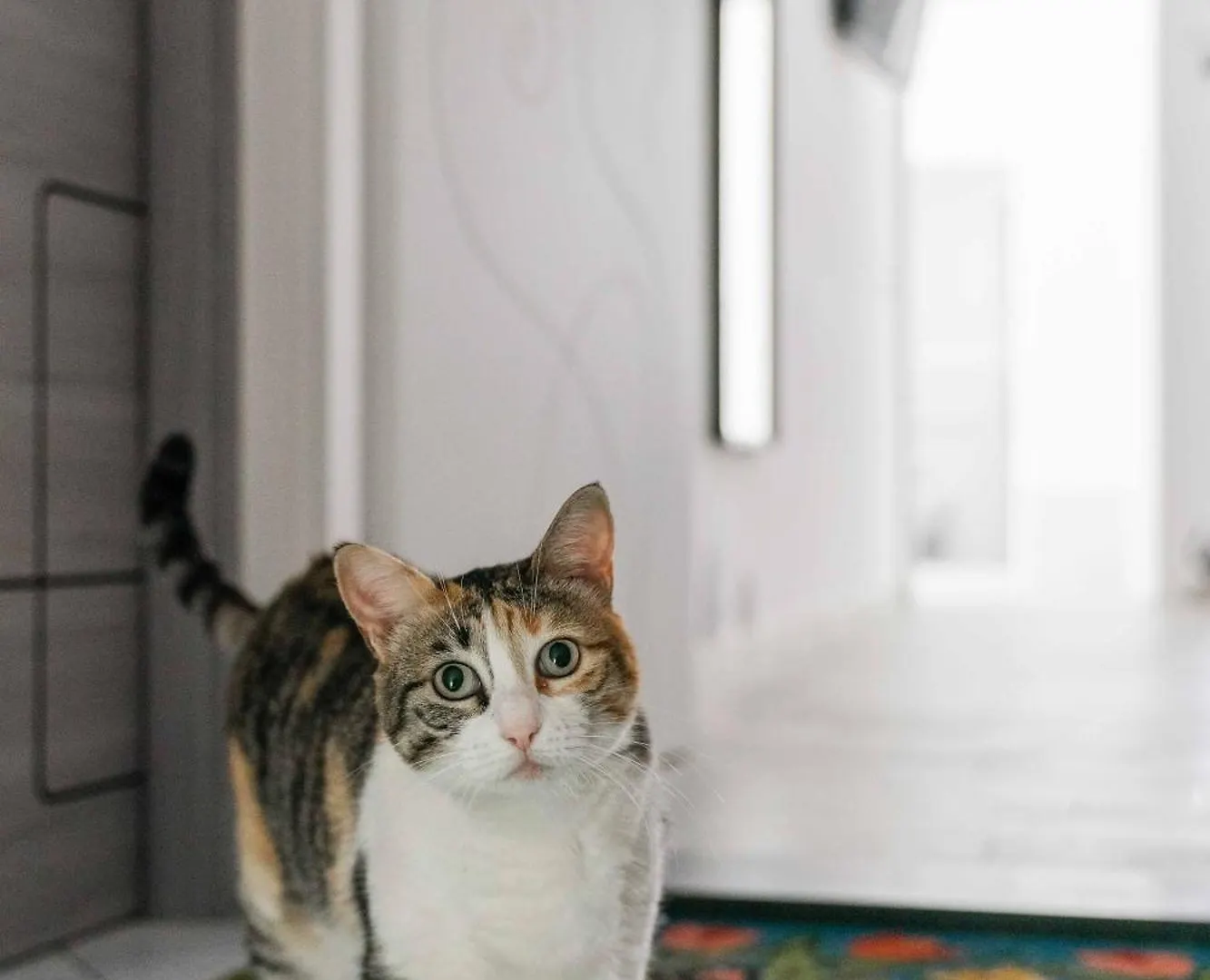 Il Gatto Franco Apartment Amalfi Italy